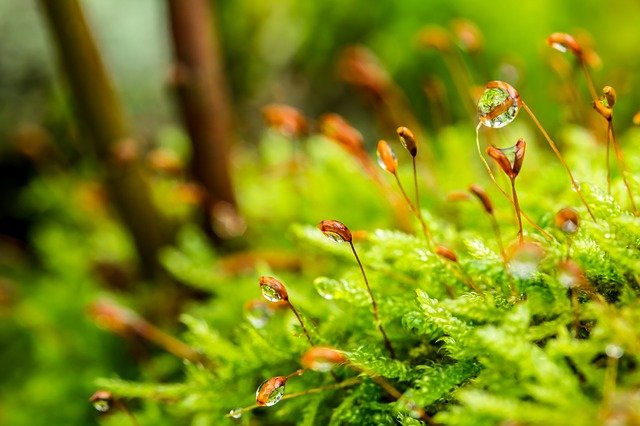 植物の若芽